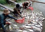 Giá cá tra tăng lên 27.000 đồng/kg 
